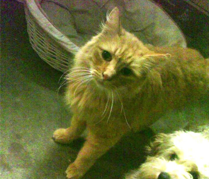 竞争格局变化:五大联赛中的新势力崛起,五大联赛商业价值排行