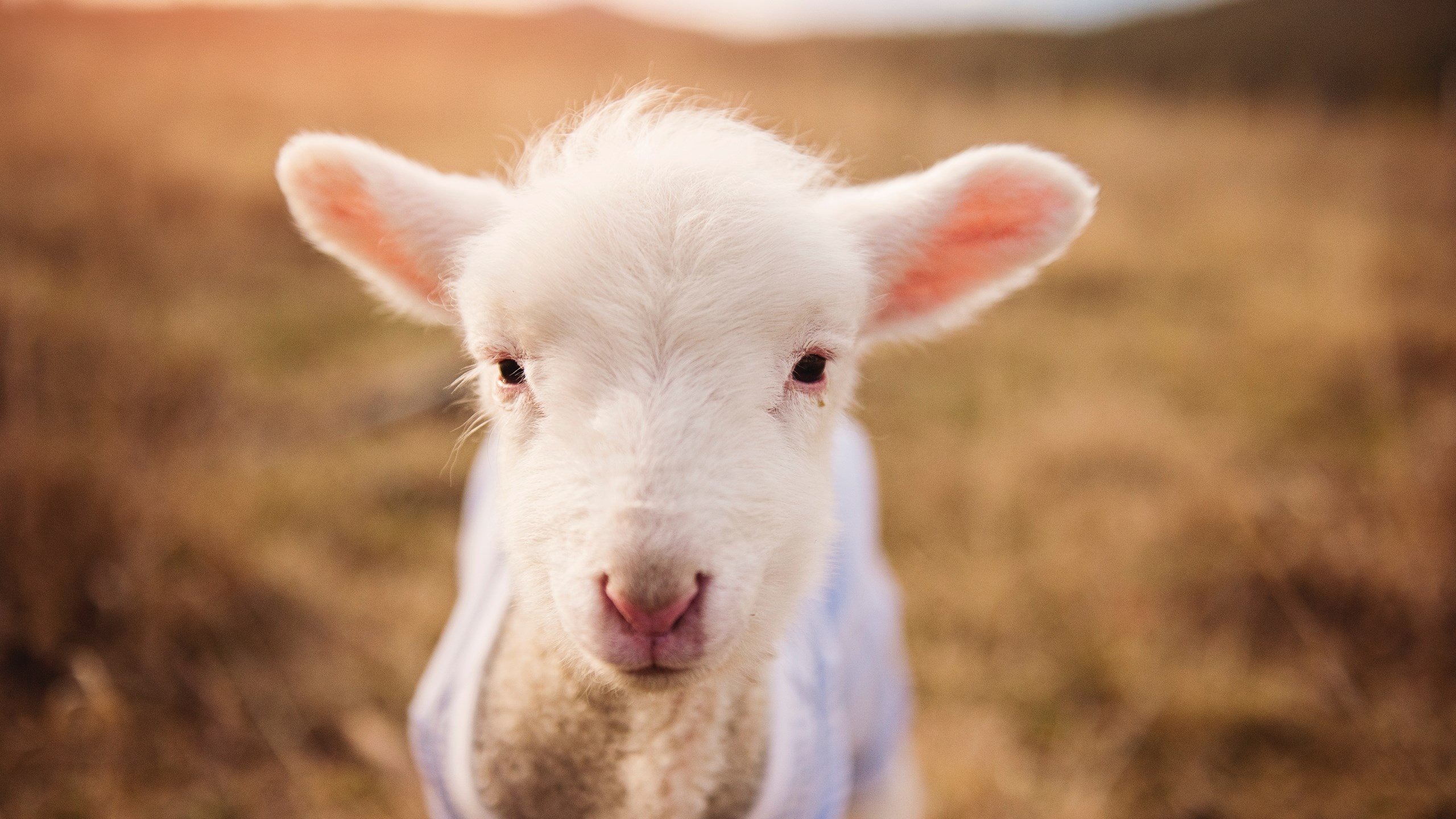 中轮换战略对减少崩盘风险与战术合理性意义,轮换机制说明