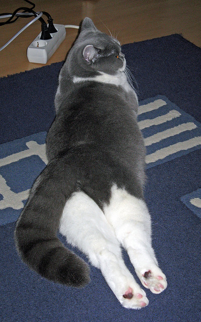 广东队管理层加大引援力度力求夺冠，广东队人员