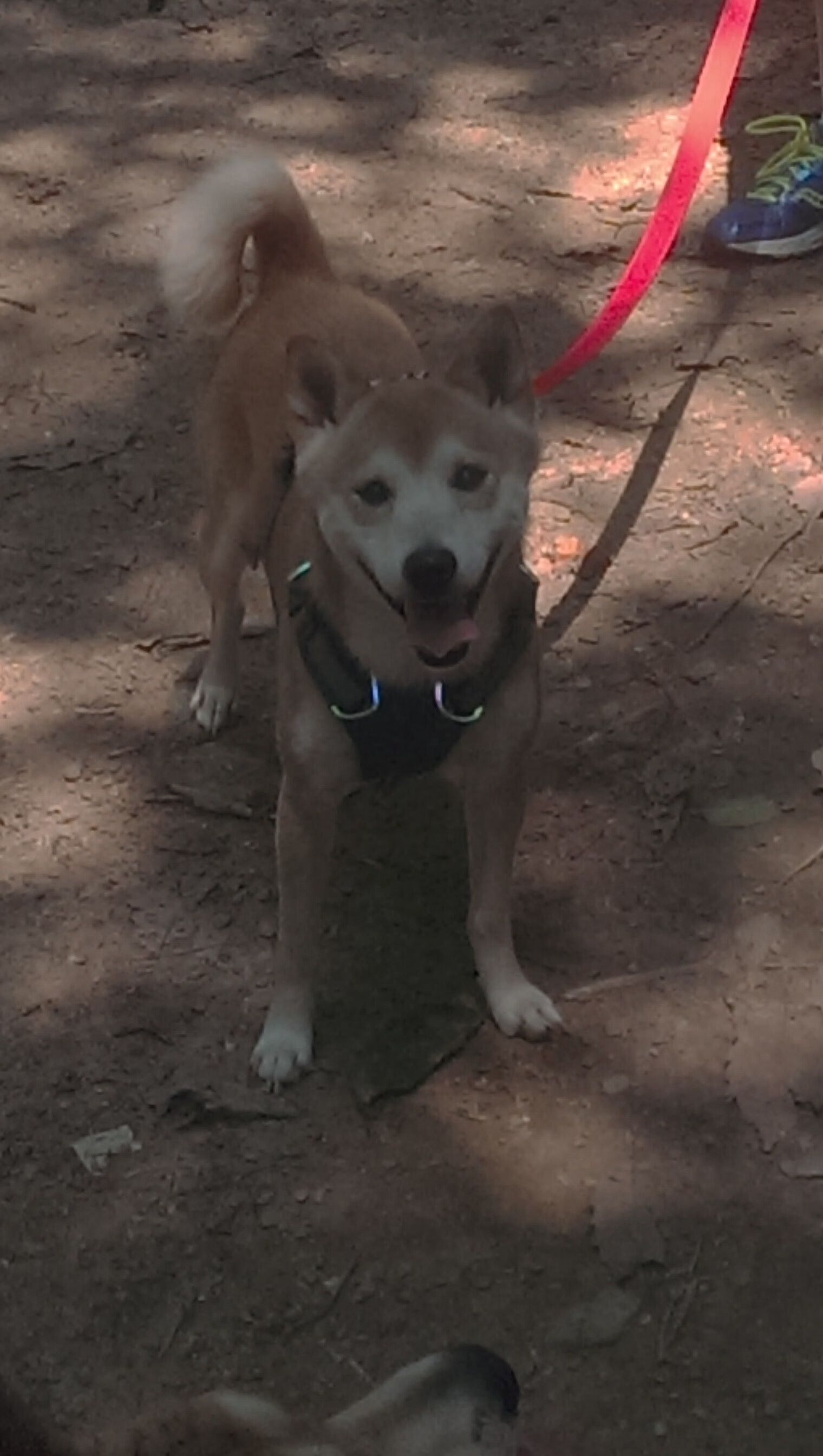 新一轮青训改革即将落地重点打造区域中心,青训概念