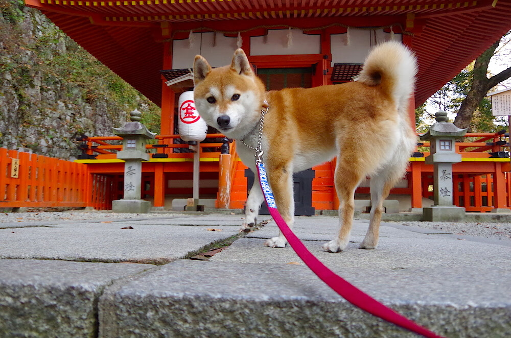 青少年足球培训缺少个性化方案,青少年足球培训缺少个性化方案措施