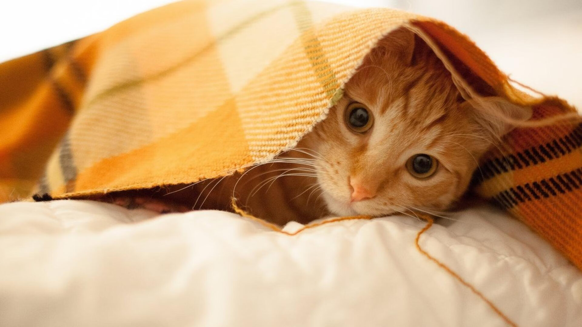 中甲俱乐部设立球迷志愿团队打造主场服务品牌,中甲球队运营费用