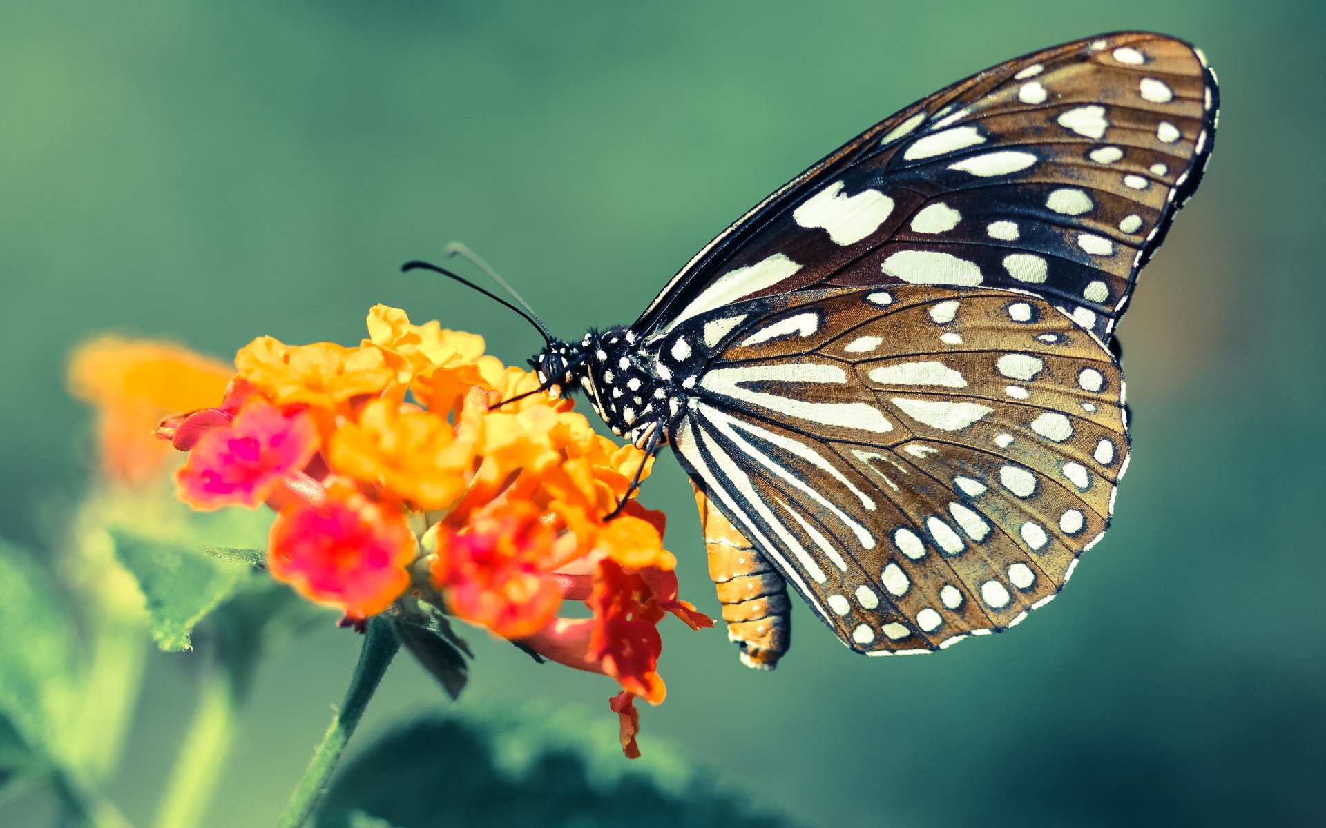 塞尔维亚女篮在欧洲大赛中表现强势,争夺冠军奖牌,塞尔维亚女篮奥运表现
