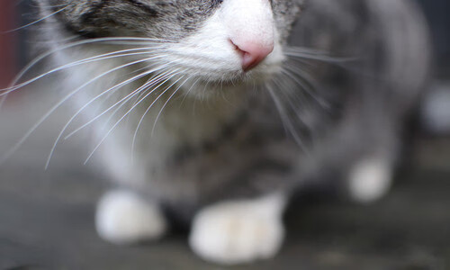 数字足球战略合作项目落地，推动虚拟体育产业发展，数字化足球