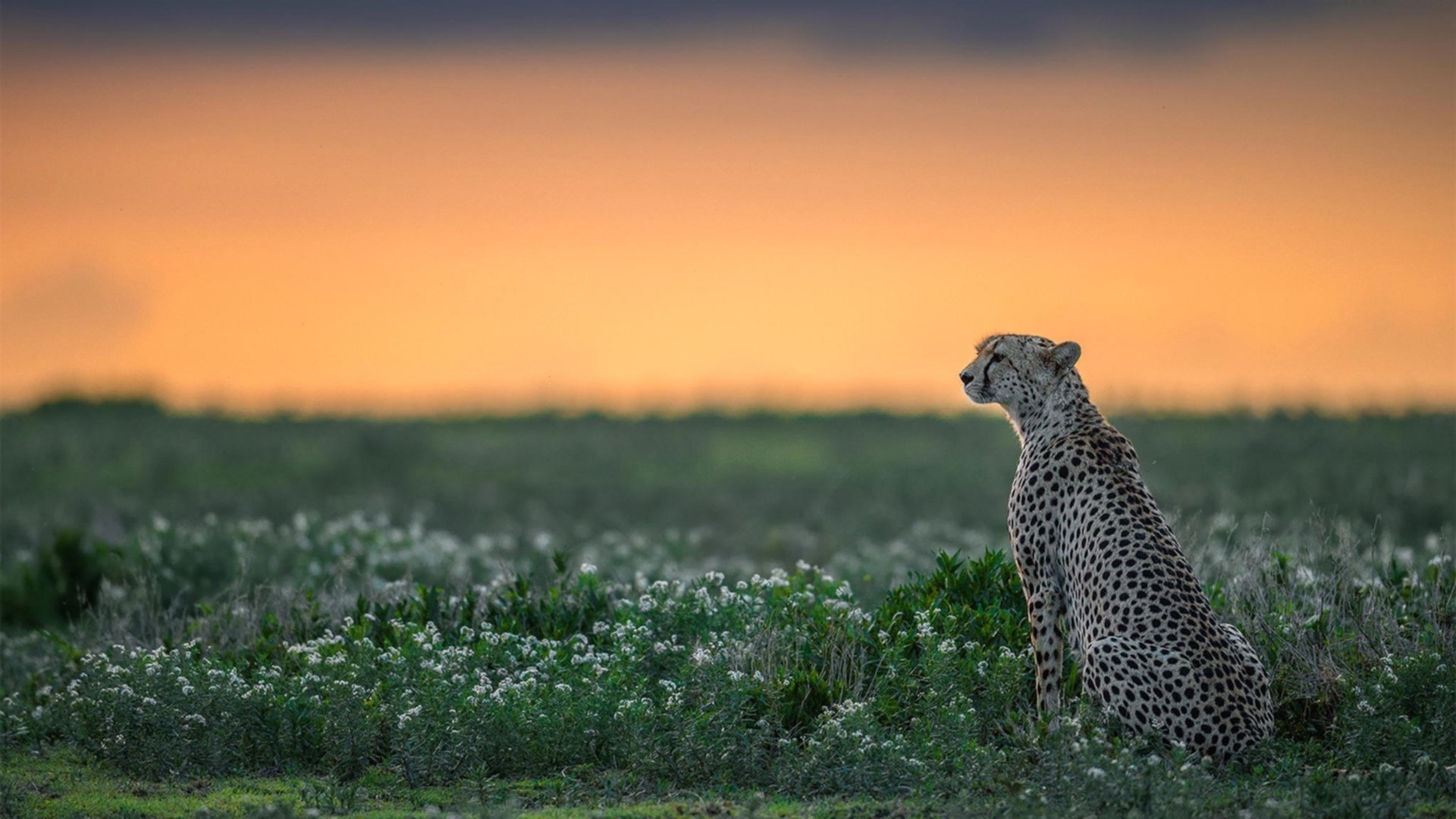 李娜表示未来可能执教青少年队伍，李娜老师资料