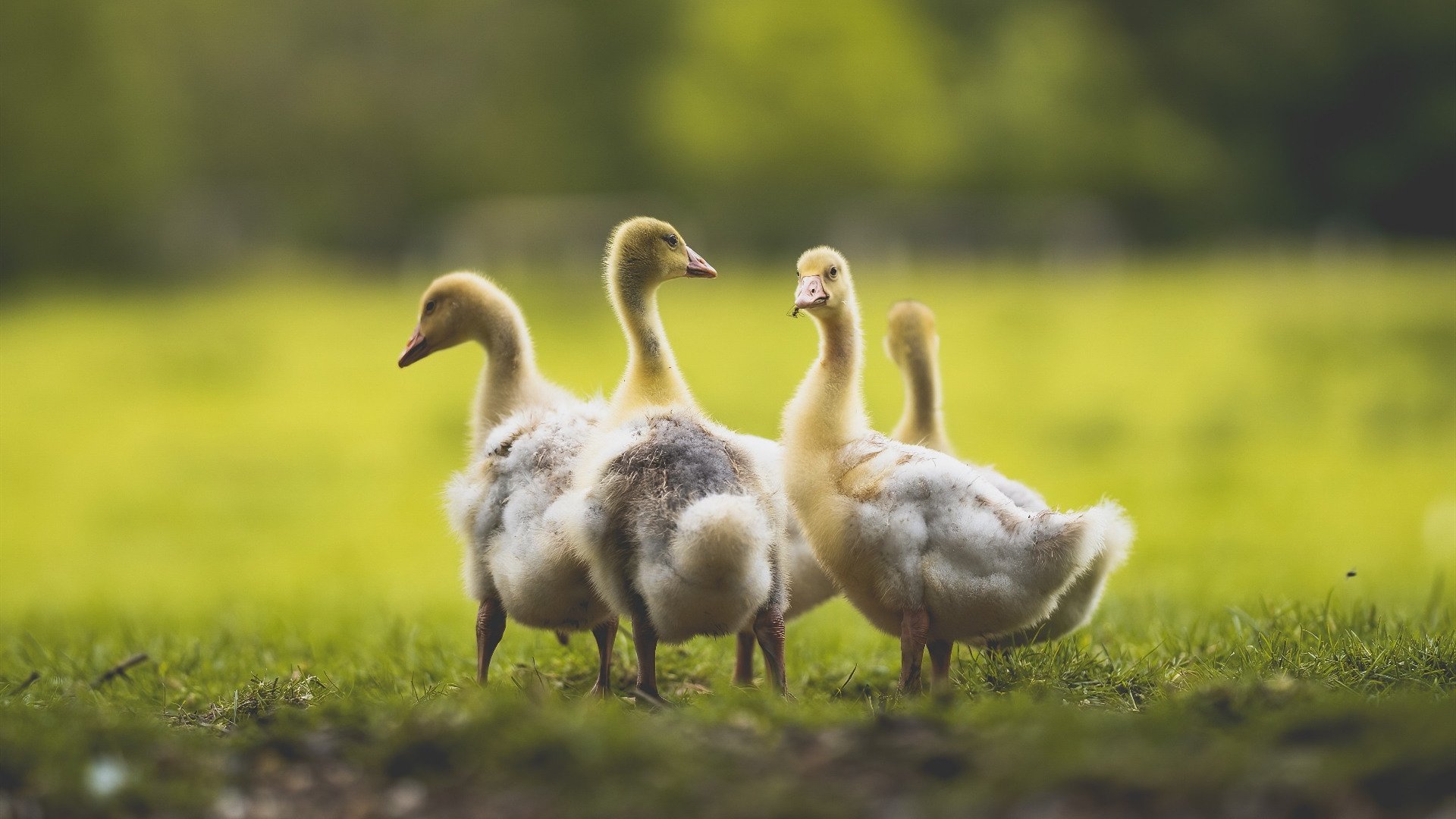 欧洲女子篮联赛激烈进行,乌克兰和波兰抢夺冠军宝座,欧洲女子篮球锦标赛