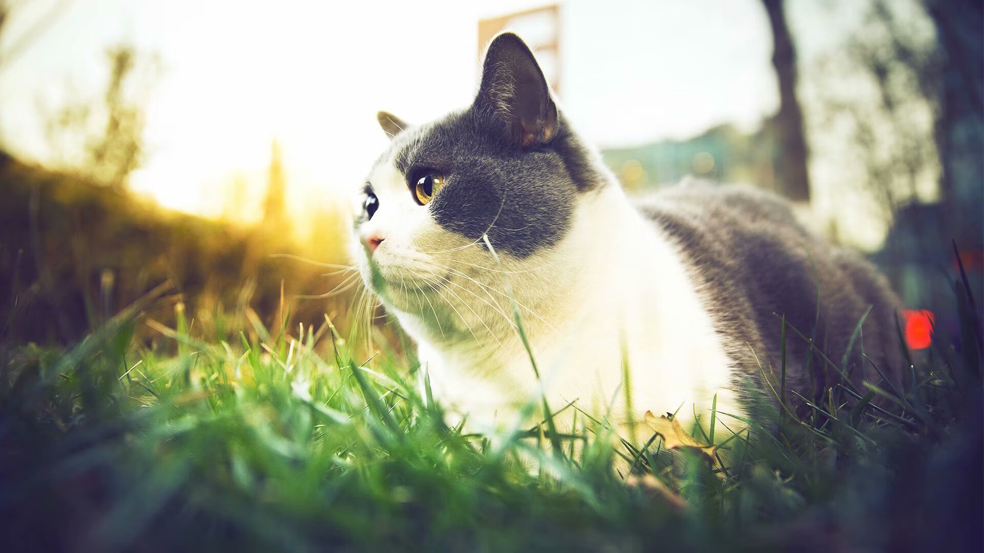 瑞士男队自由泳表现稳健,瑞士游泳